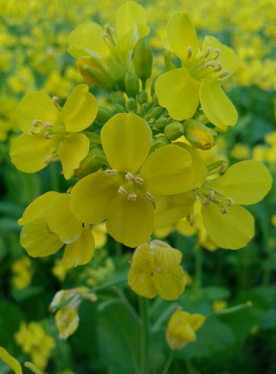 Image of Chinese mustard