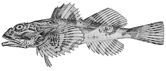 Imagem de Myoxocephalus polyacanthocephalus (Pallas 1814)