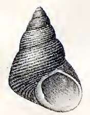 Image of Cantharidus capillaceus (Philippi 1849)