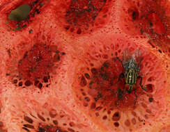 Image of Clathrus crispus