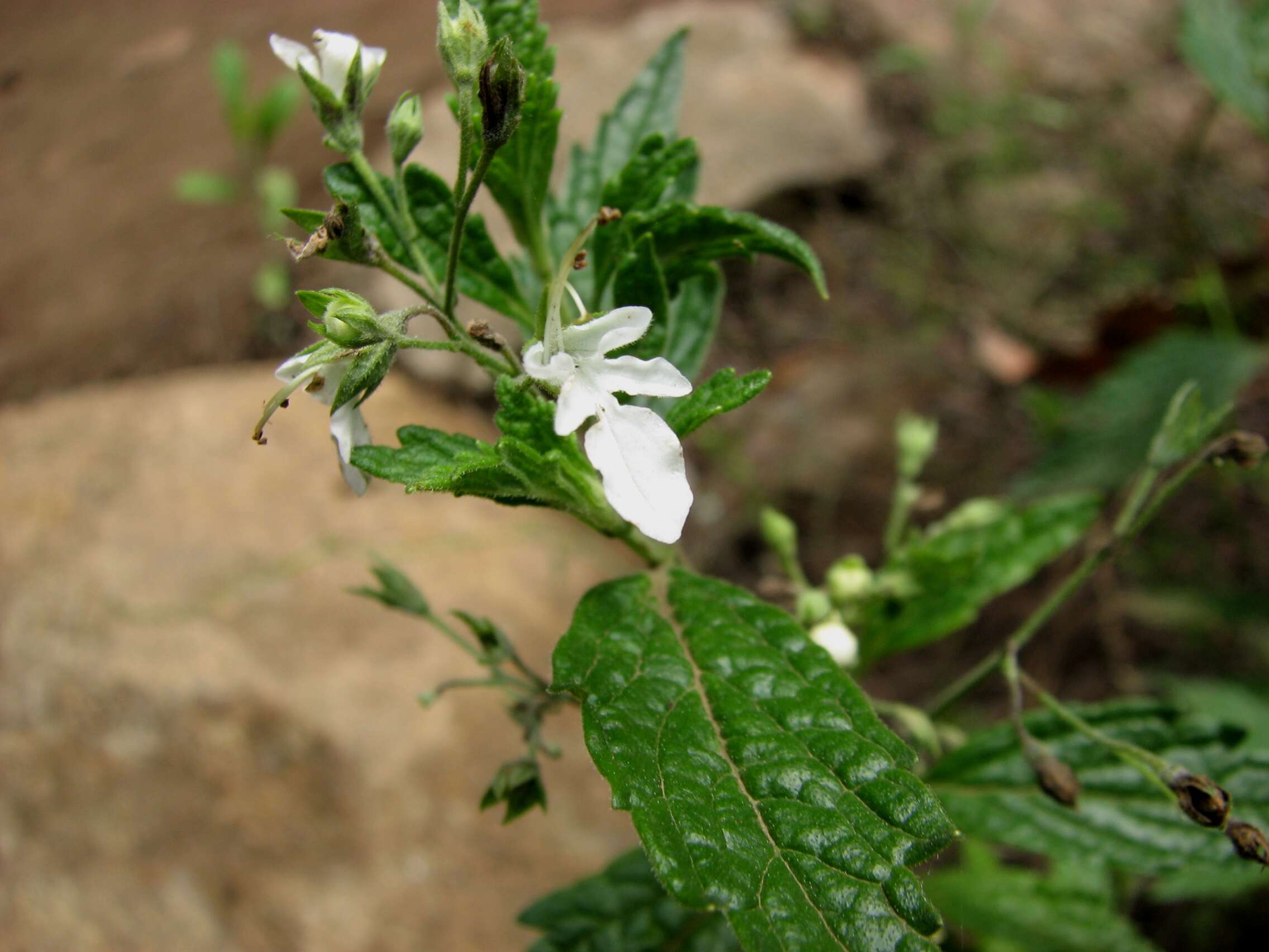 Image of Teucrium corymbosum R. Br.