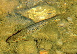 Sivun Barbus balcanicus Kotlík, Tsigenopoulos, Ráb & Berrebi 2002 kuva