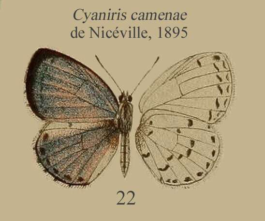 Imagem de Udara camenae (de Nicéville 1895)