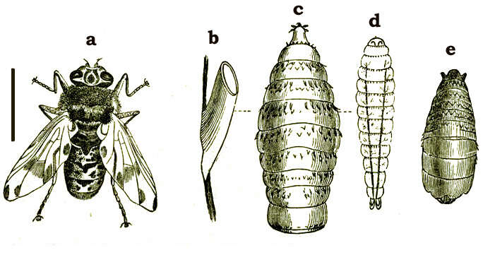 Image of Gasterophilus