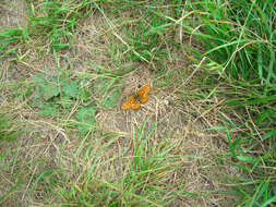 Plancia ëd Boloria euphrosyne