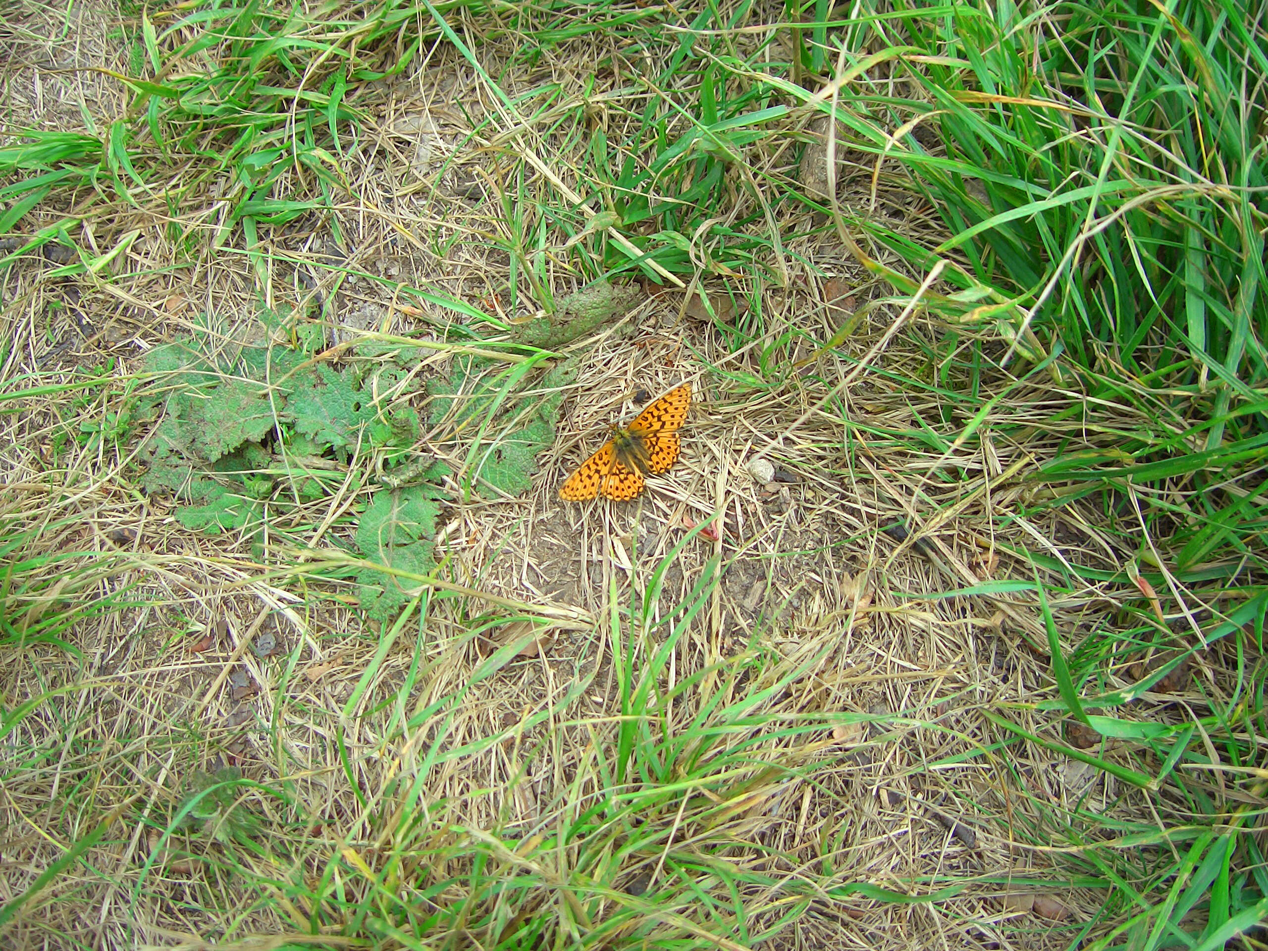 Plancia ëd Boloria euphrosyne