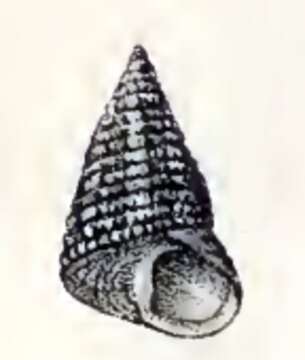 Image of Cantharidus fournieri (Crosse 1863)