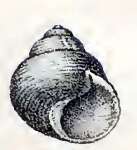 Image of Micrelenchus huttonii (E. A. Smith 1876)