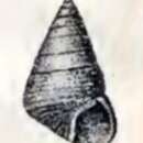صورة Cantharidus marmoreus (Pease 1868)