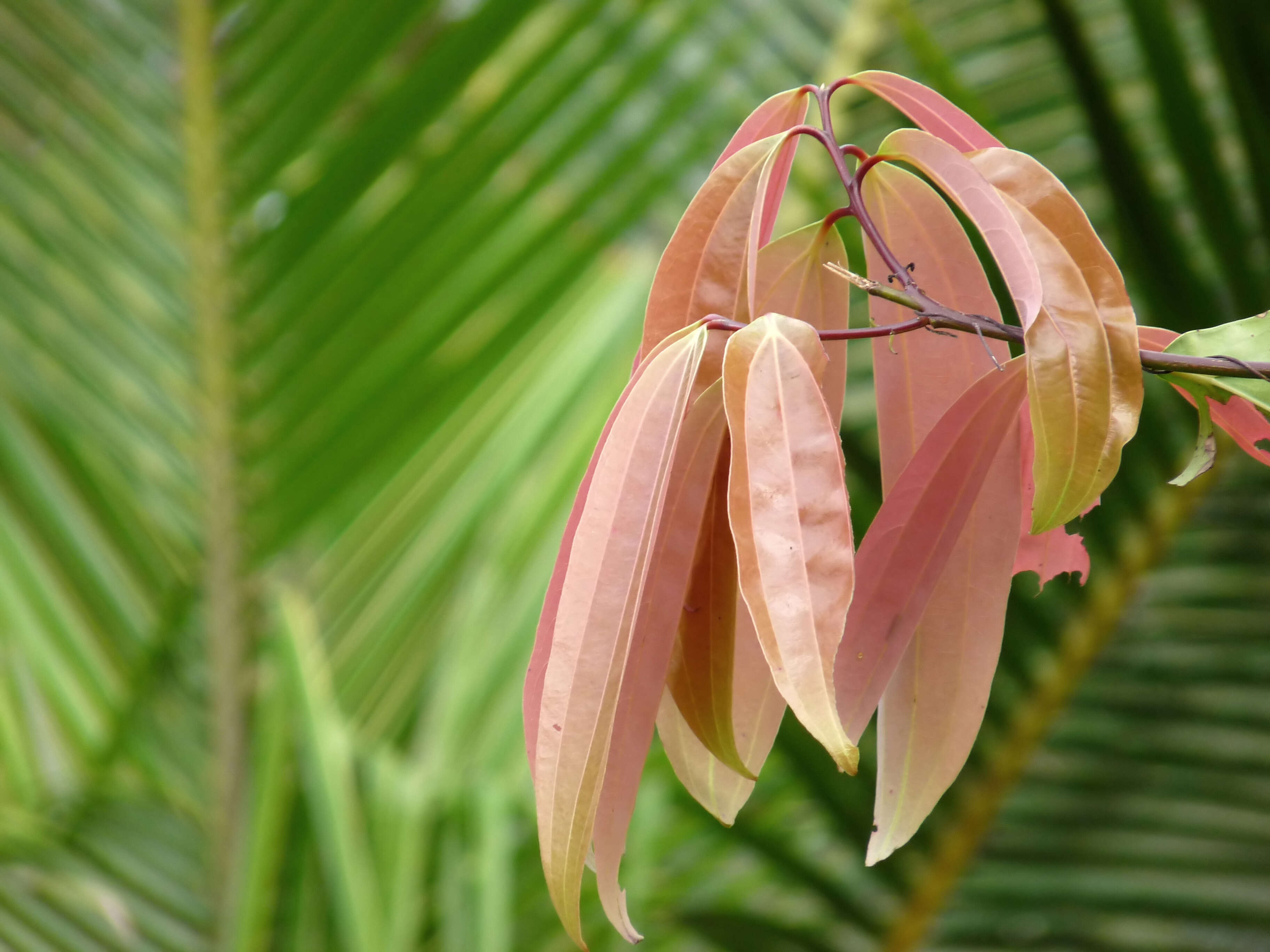 Imagem de Cinnamomum malabatrum (Burm. fil.) Presl