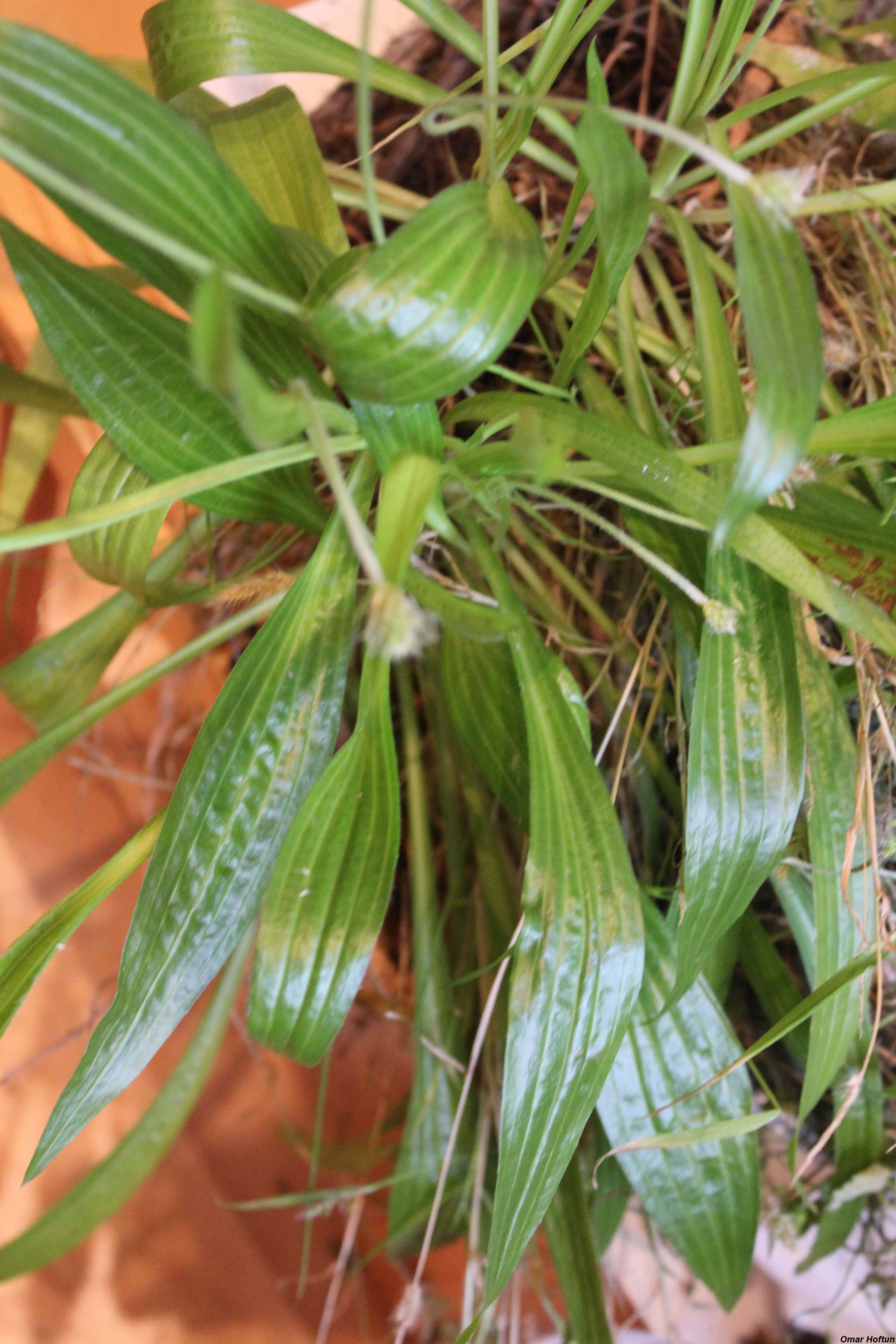 Imagem de Plantago leiopetala Lowe