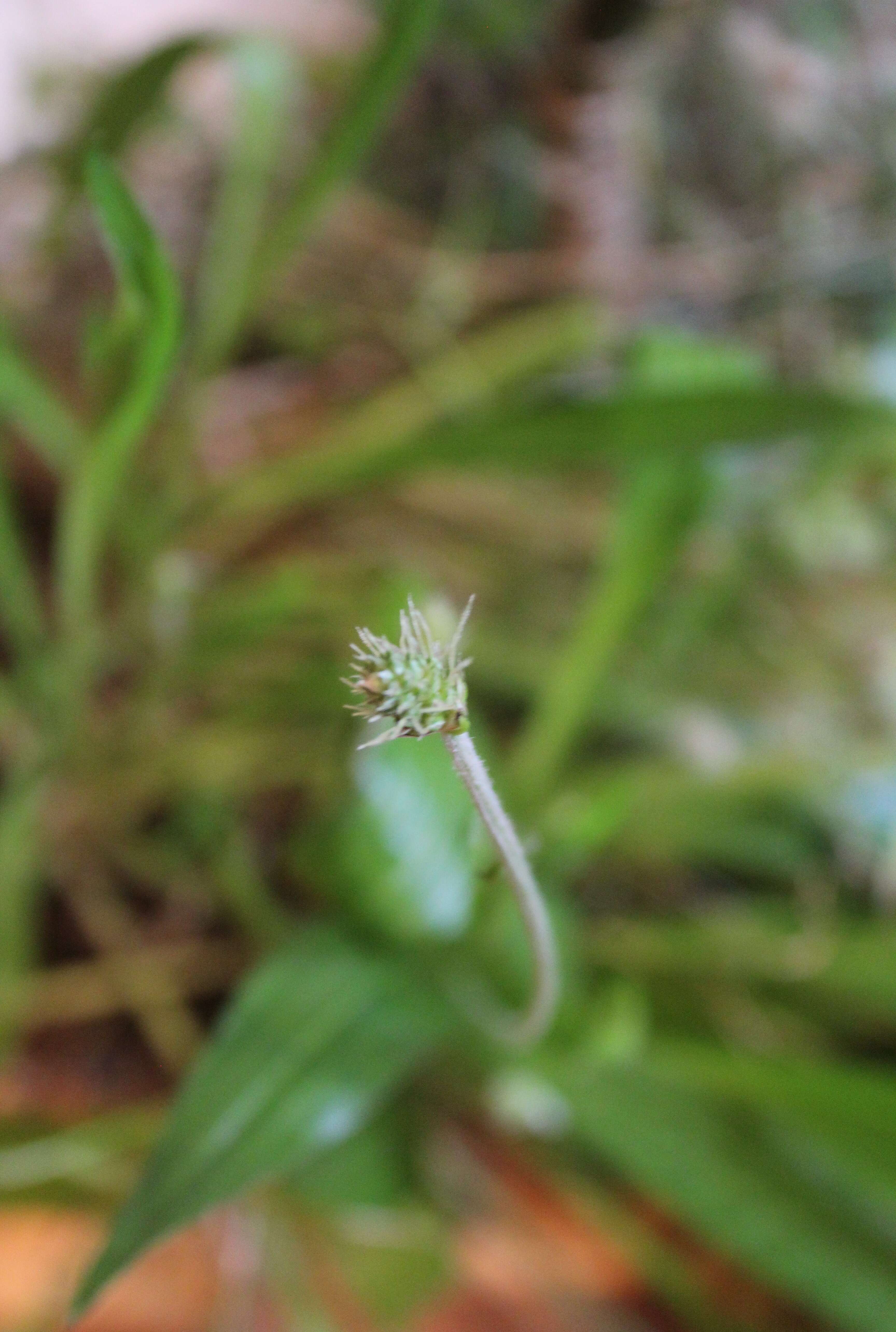 Imagem de Plantago leiopetala Lowe