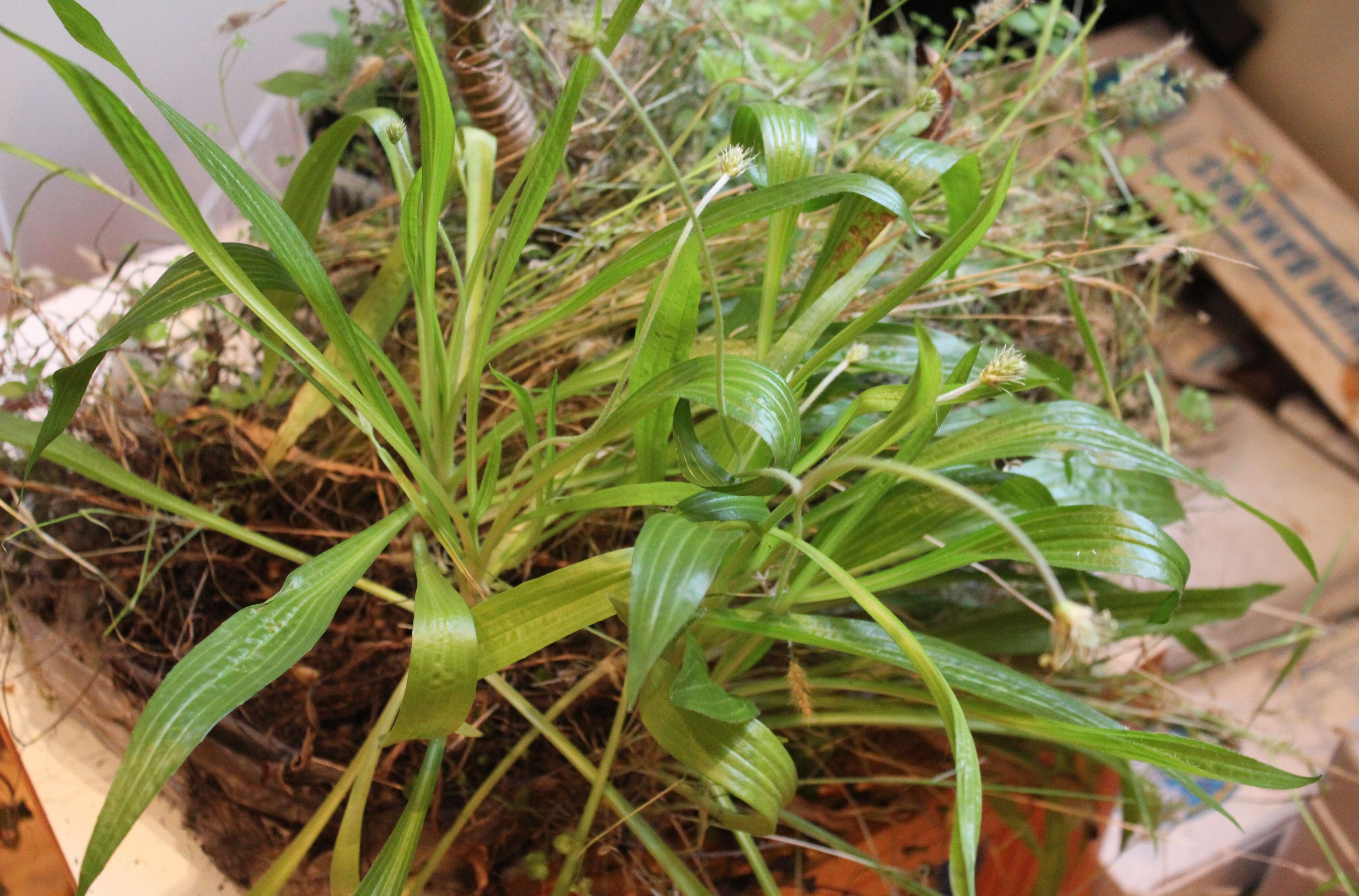 Image of Plantago leiopetala Lowe