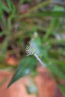 Imagem de Plantago leiopetala Lowe