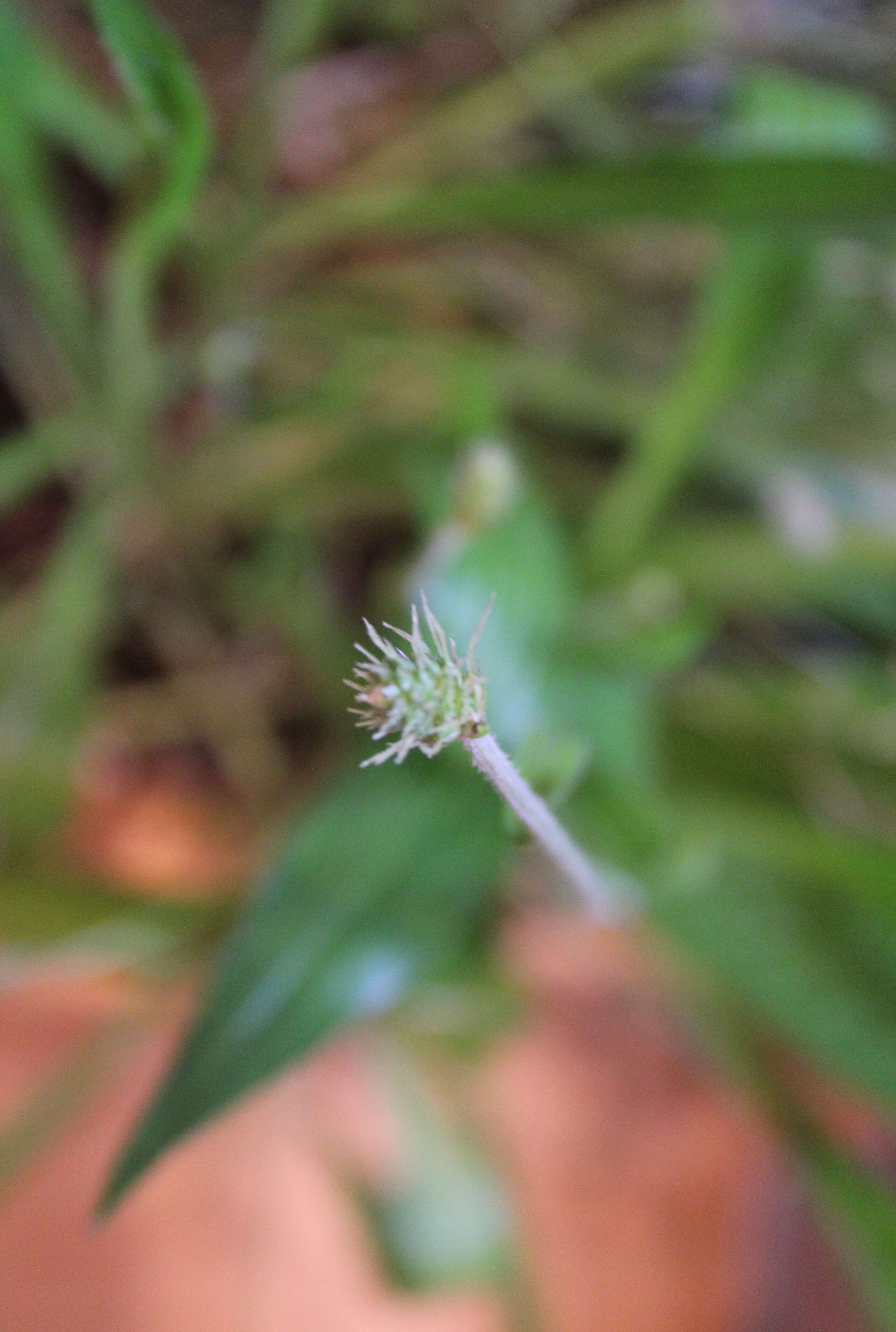 Imagem de Plantago leiopetala Lowe