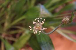 Imagem de Plantago leiopetala Lowe