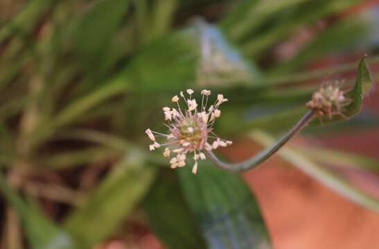 Image of Plantago leiopetala Lowe