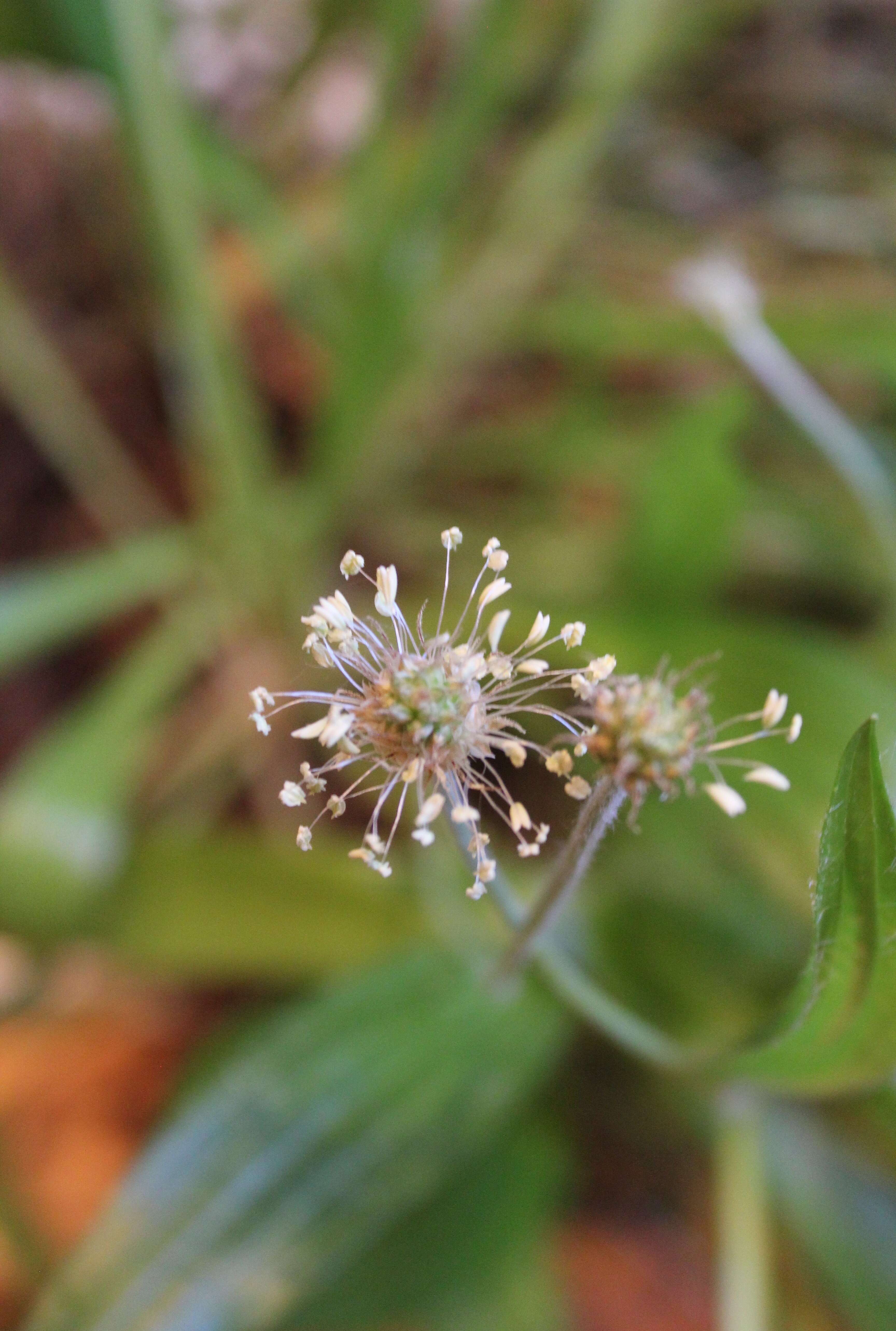 Imagem de Plantago leiopetala Lowe