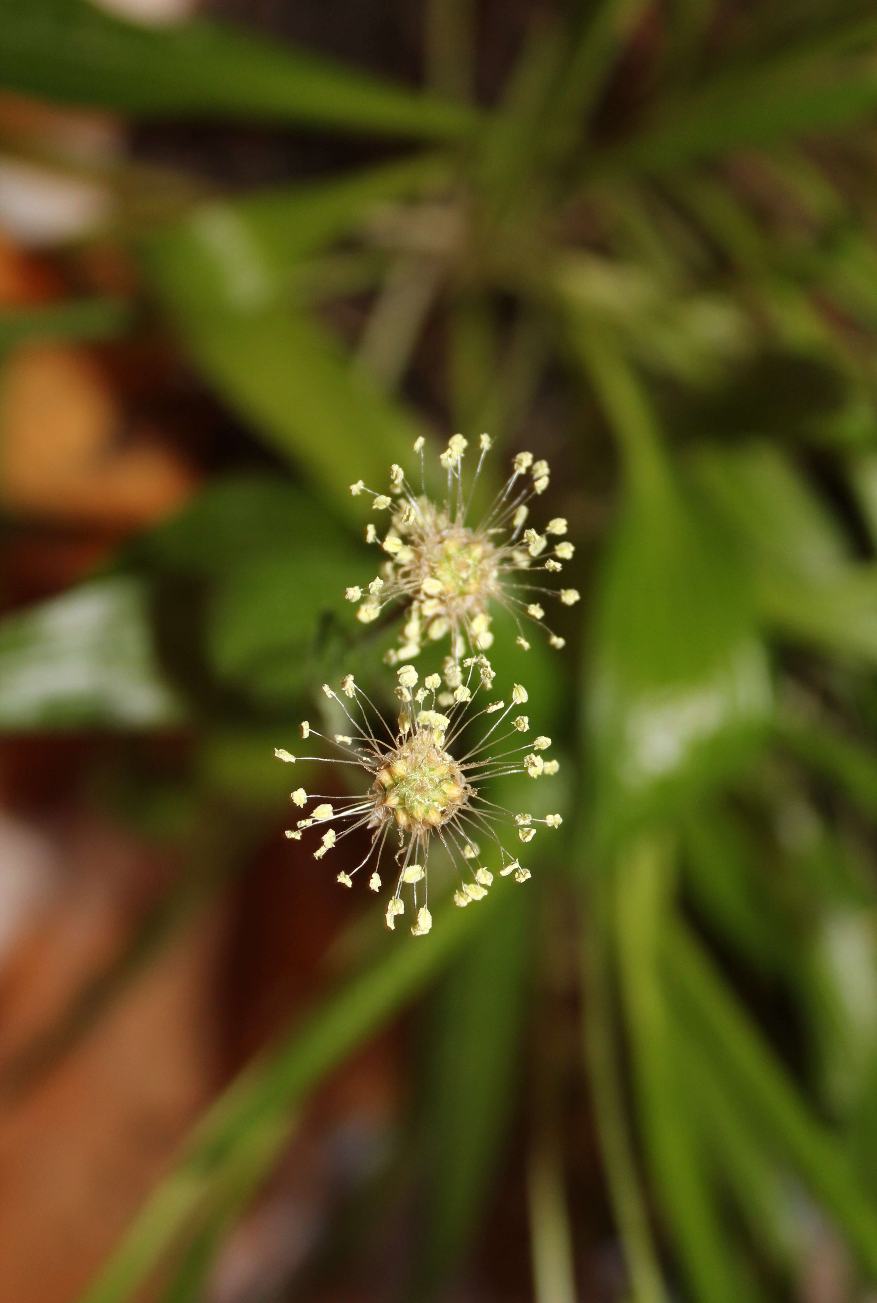 Imagem de Plantago leiopetala Lowe