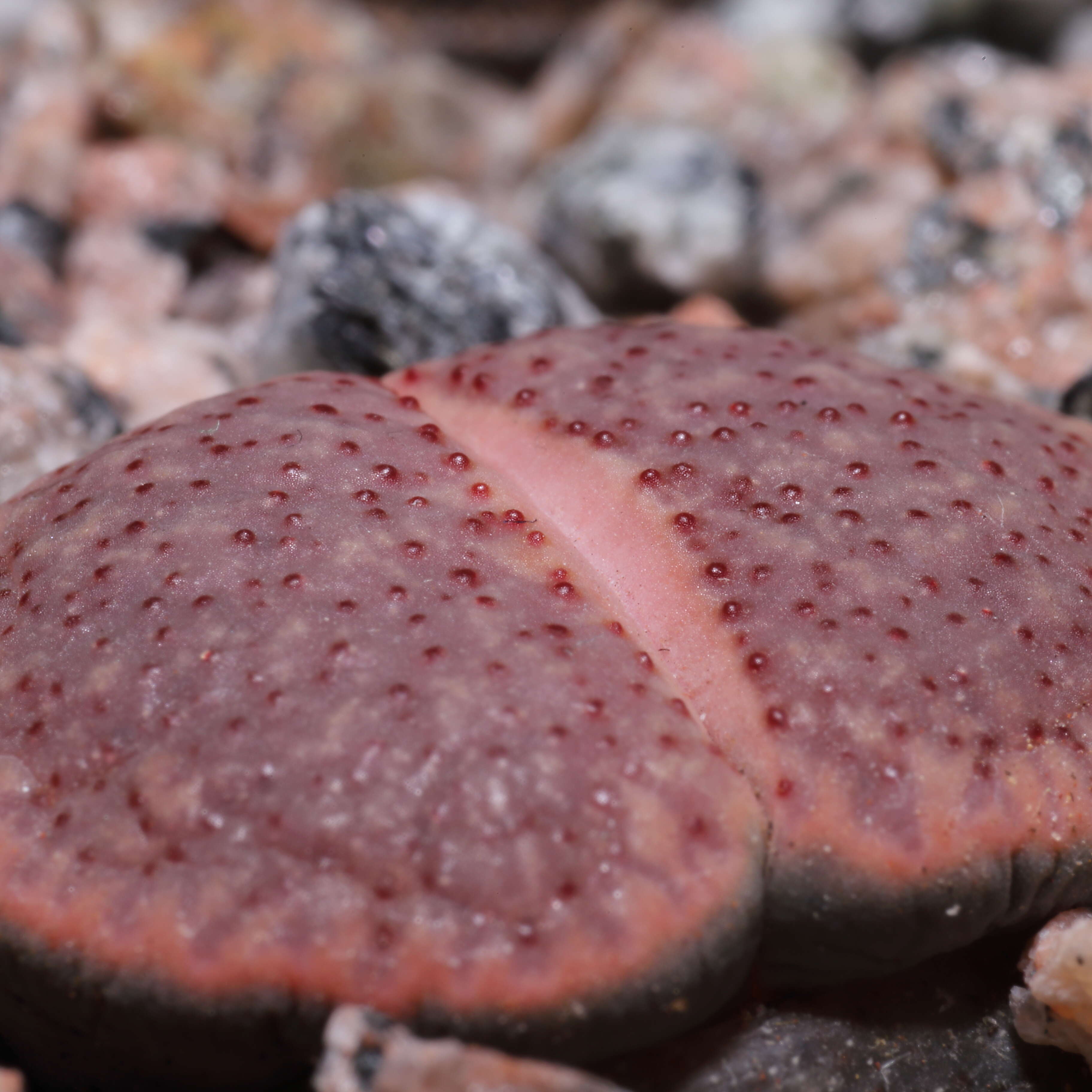 Imagem de Lithops verruculosa Nel