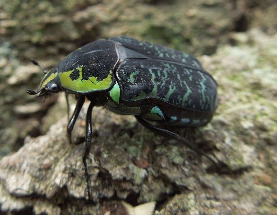 Image of Euchroea coelestis Burmeister 1842