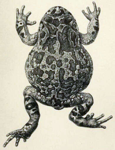 Image of Karoo Toad