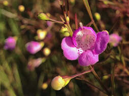 Image of slenderleaf false foxglove