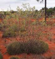 Image de Acacia melleodora Pedley