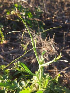 Image of Asian mustard