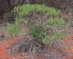 Image of Eremophila freelingii F. Muell.