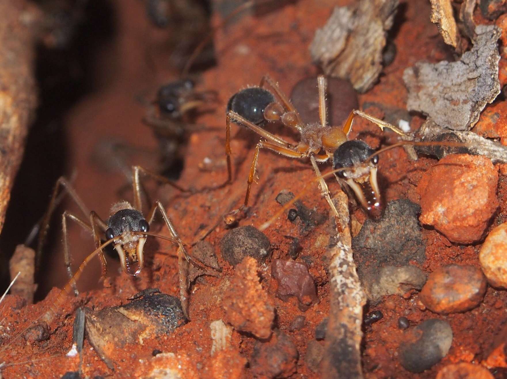 Image of Myrmecia nigriceps Mayr 1862