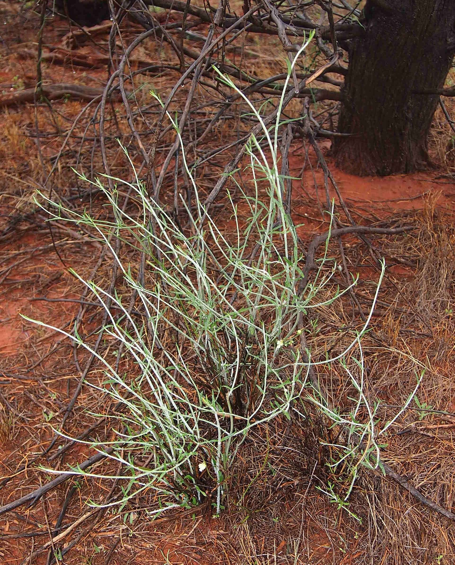 Image of Teucrium racemosum R. Br.