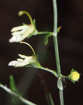 Image of Teucrium racemosum R. Br.