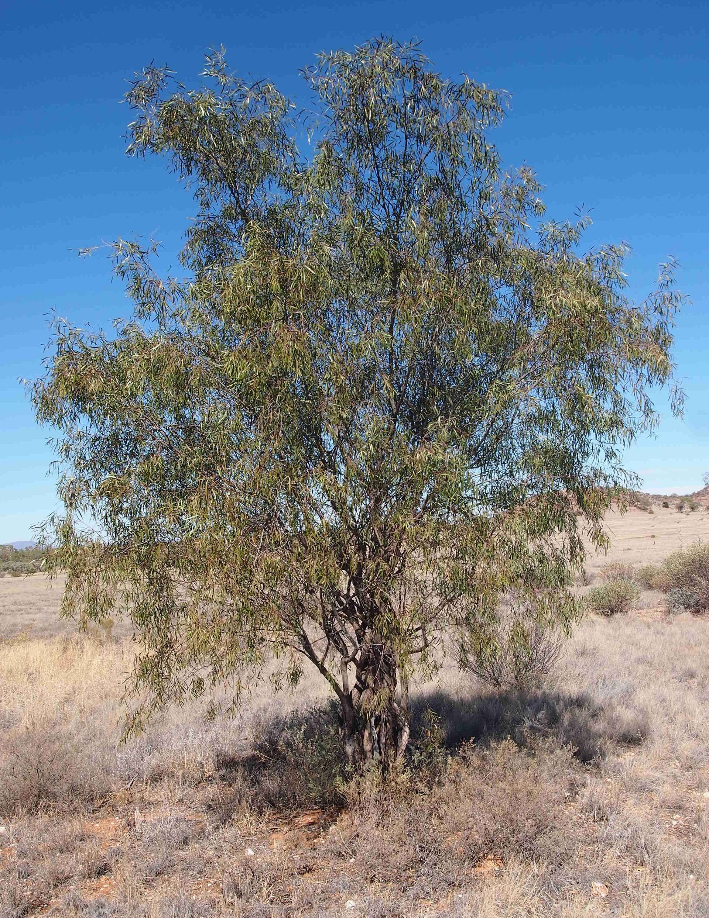 Image of Ventilago viminalis Hook.