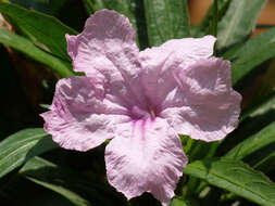 Image de Ruellia simplex Wright