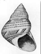 Image of Cantharidus bisbalteatus Pilsbry 1901