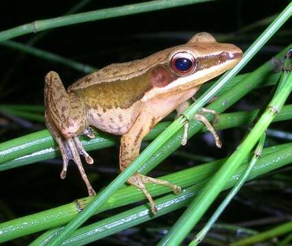 Image of Trivandrum frog