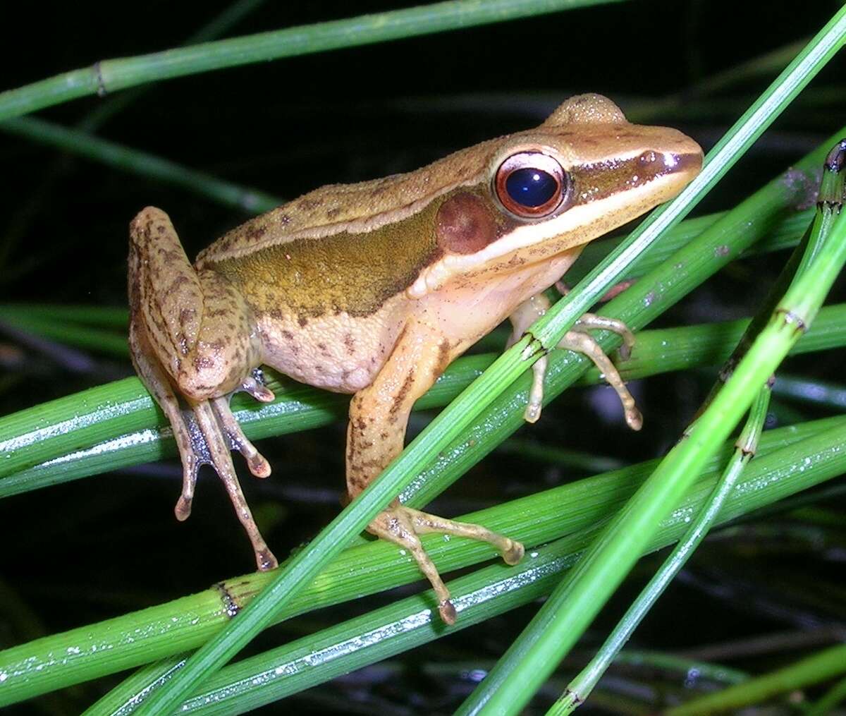 Image of Trivandrum frog