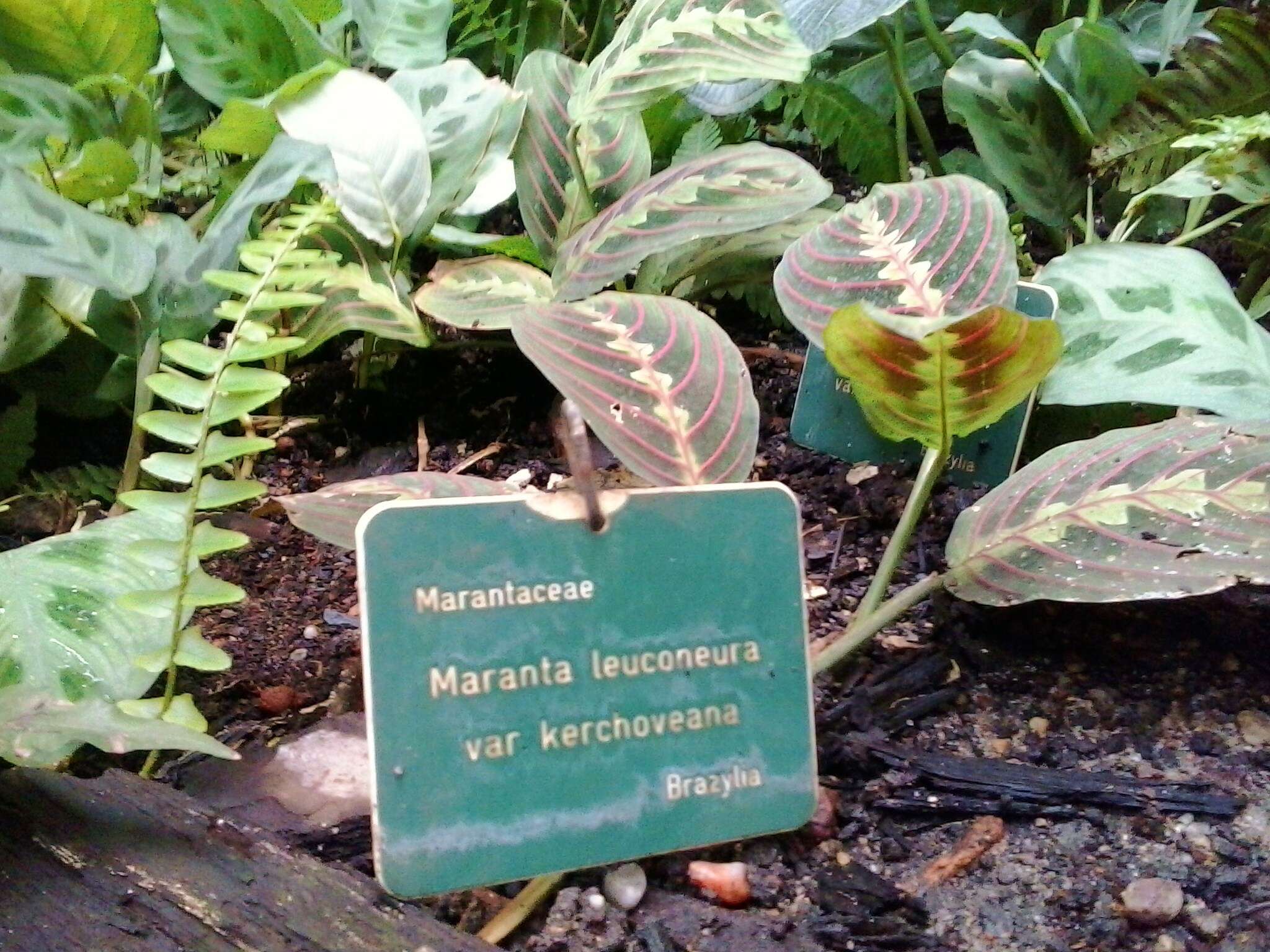 Image of prayerplant