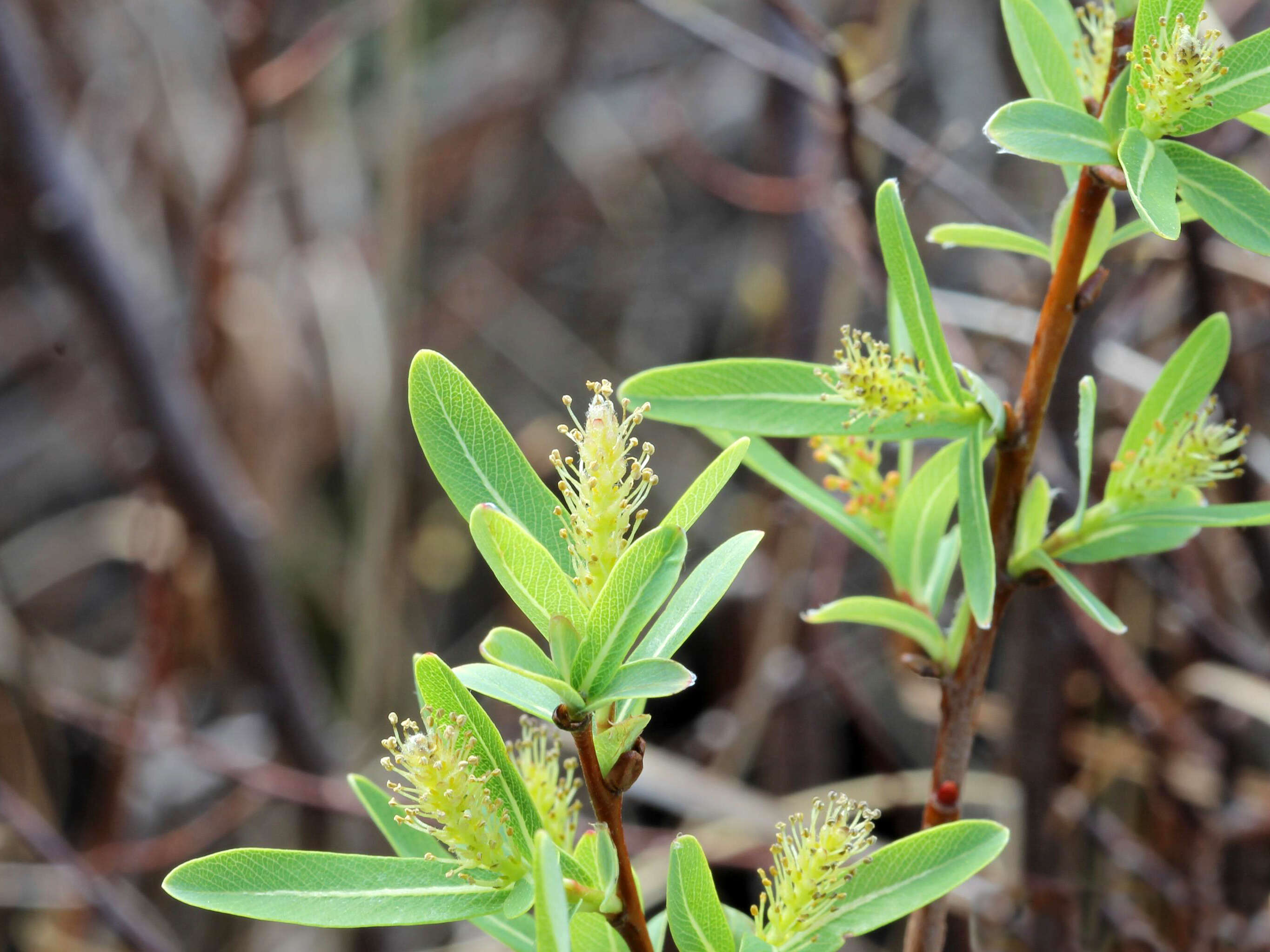 Salix pedicellaris Pursh的圖片