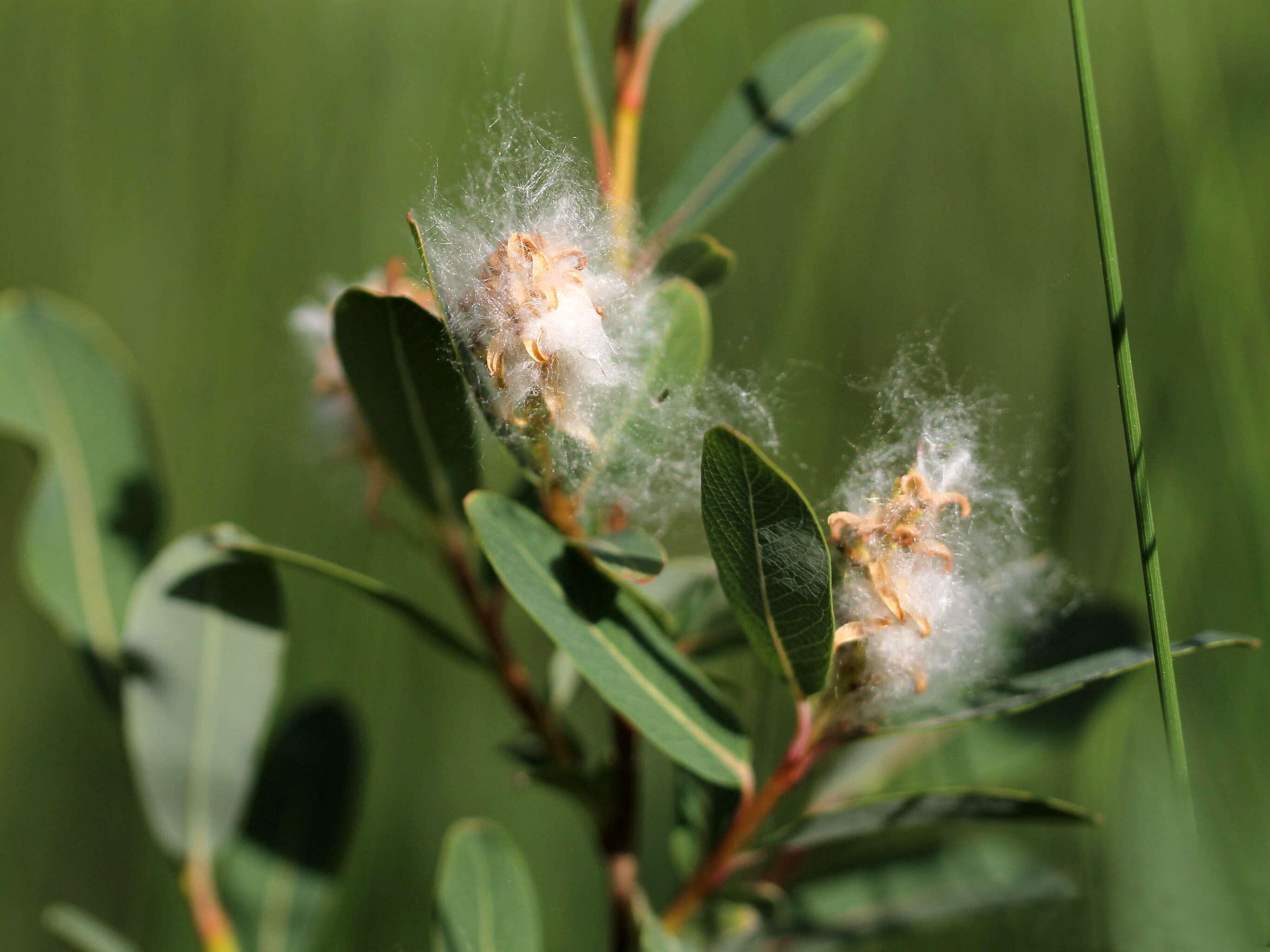 Salix pedicellaris Pursh的圖片