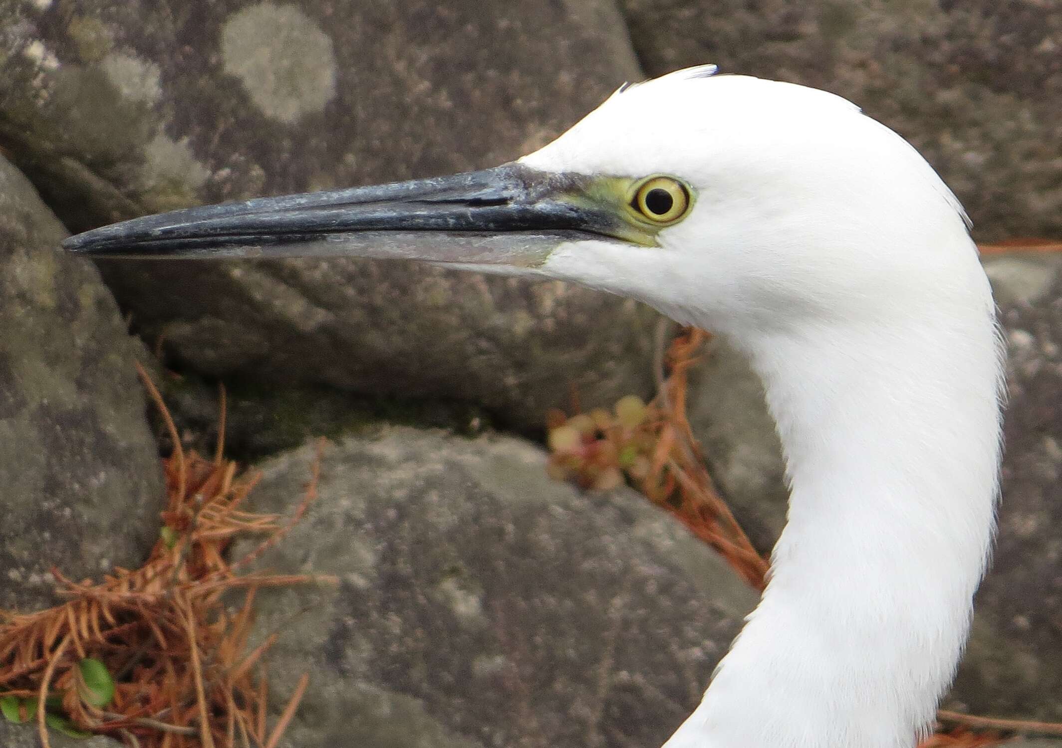 Image of Little Egret