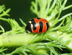 Image of Three-banded Lady Beetle