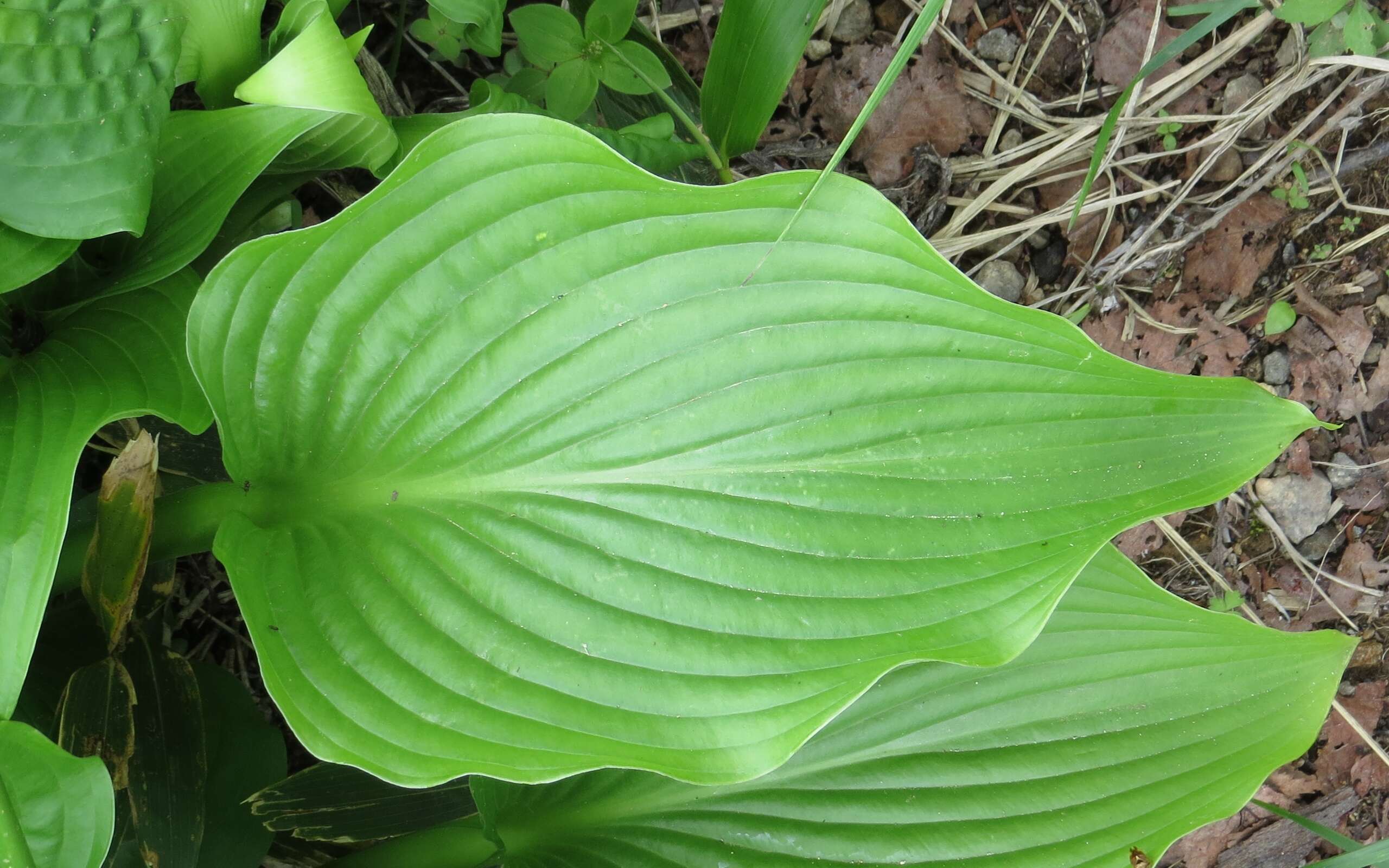 Imagem de Hosta sieboldiana var. sieboldiana