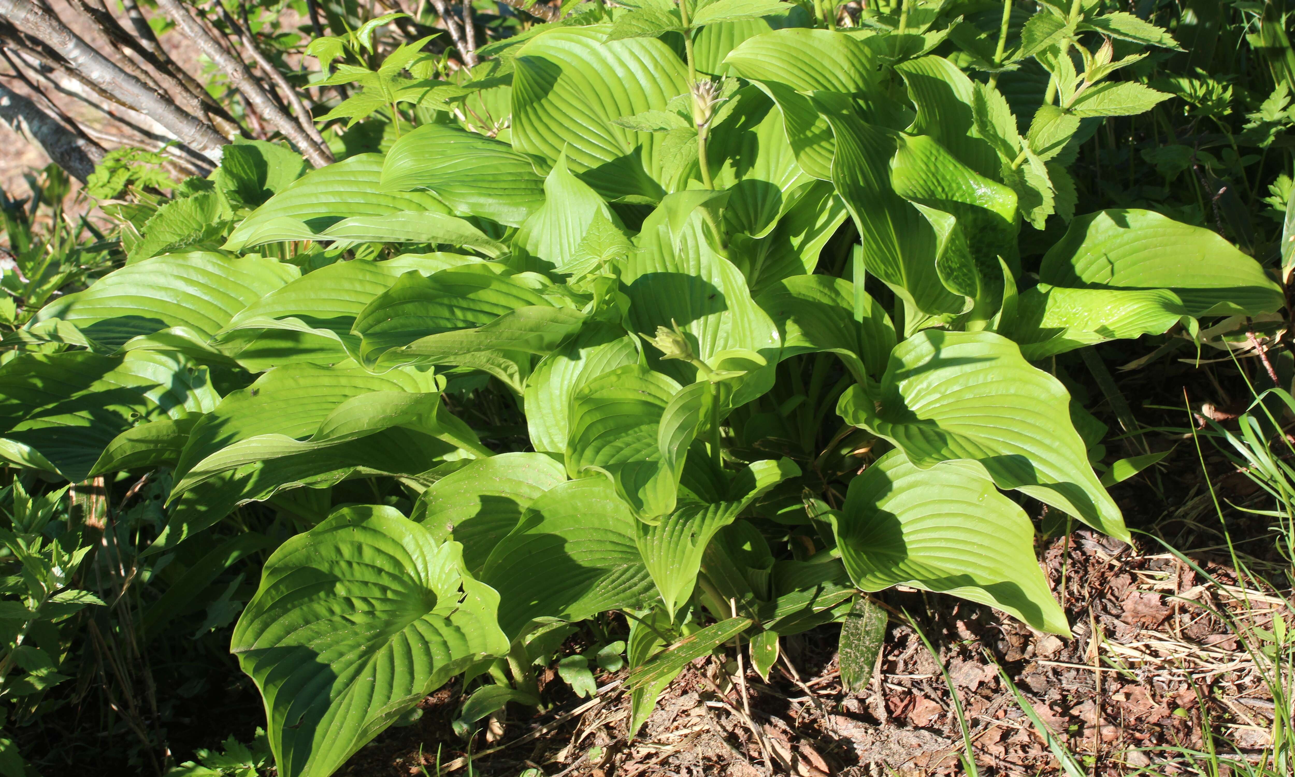 Image de Hosta sieboldiana var. sieboldiana