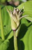 Imagem de Hosta sieboldiana var. sieboldiana