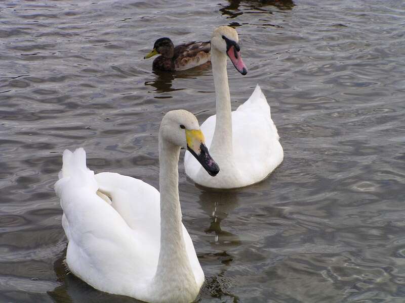 Image de Cygne chanteur