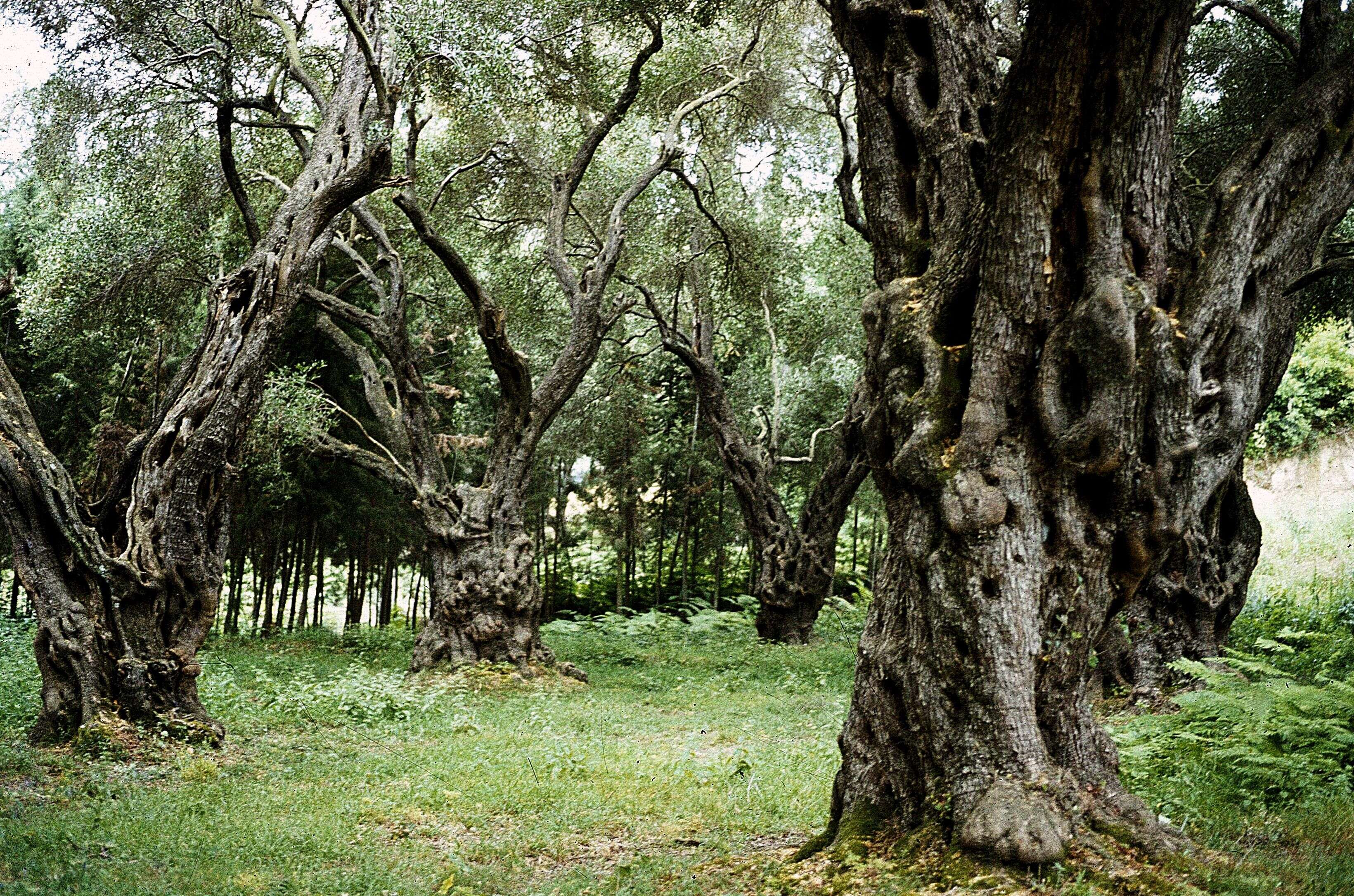 Plancia ëd Olea europaea L.