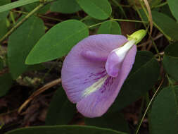 Clitoria mariana L. resmi