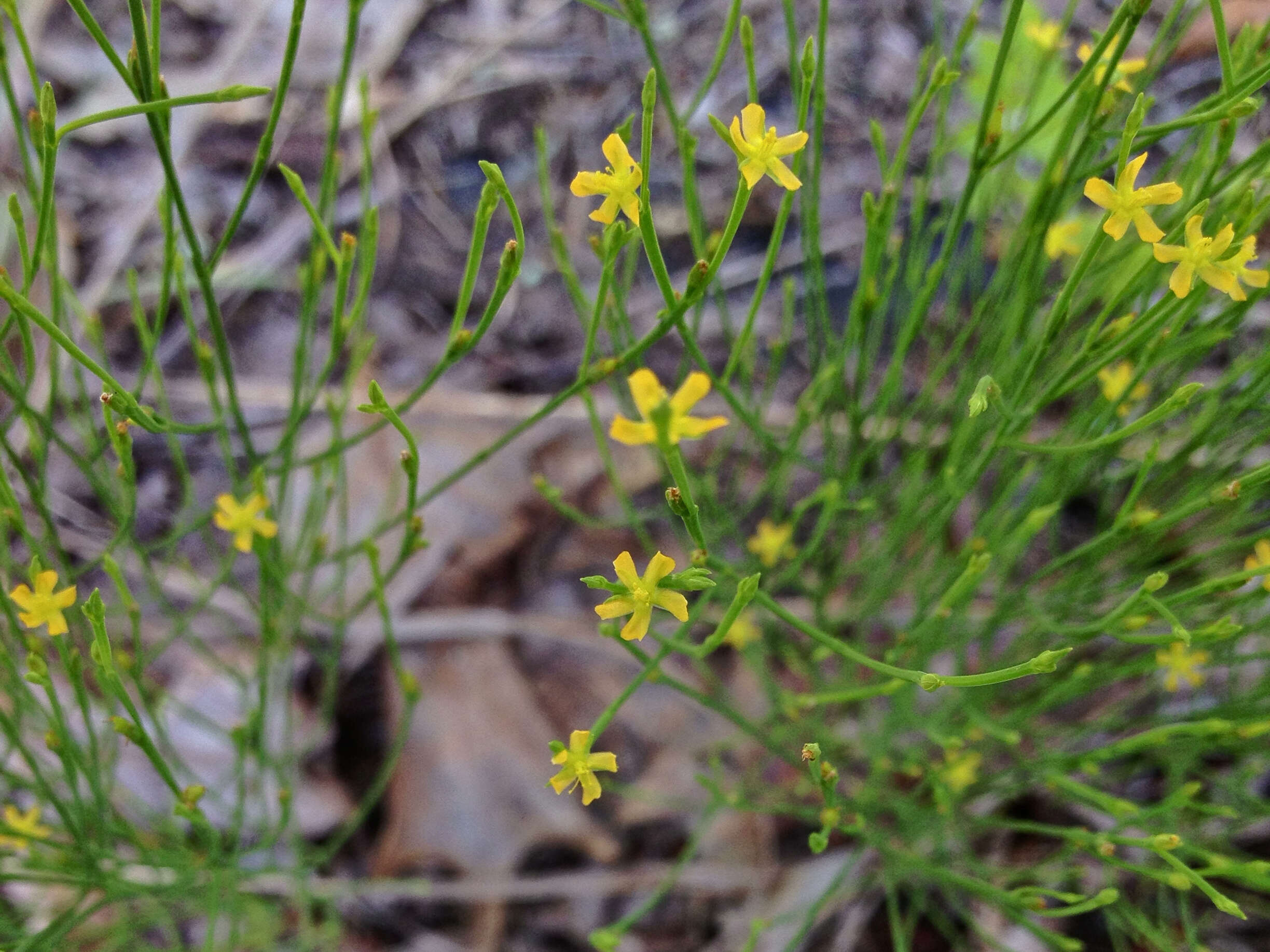 Plancia ëd Hypericum gentianoides (L.) Britton, E. E. Sterns & Poggenb.